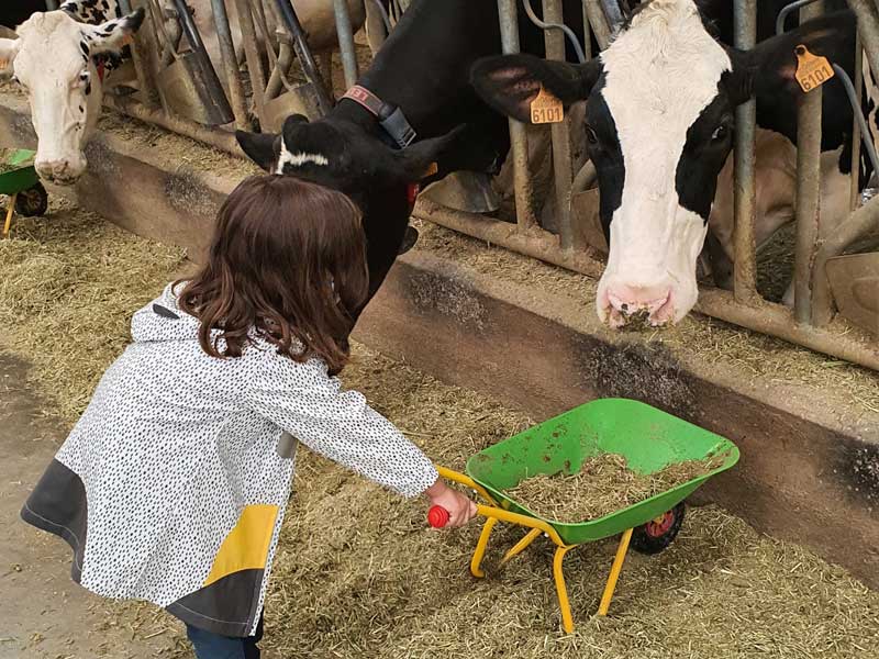 Niña en la Quesería Vega de Tordín en Arenas de Cabrales dando de comer a una vaca