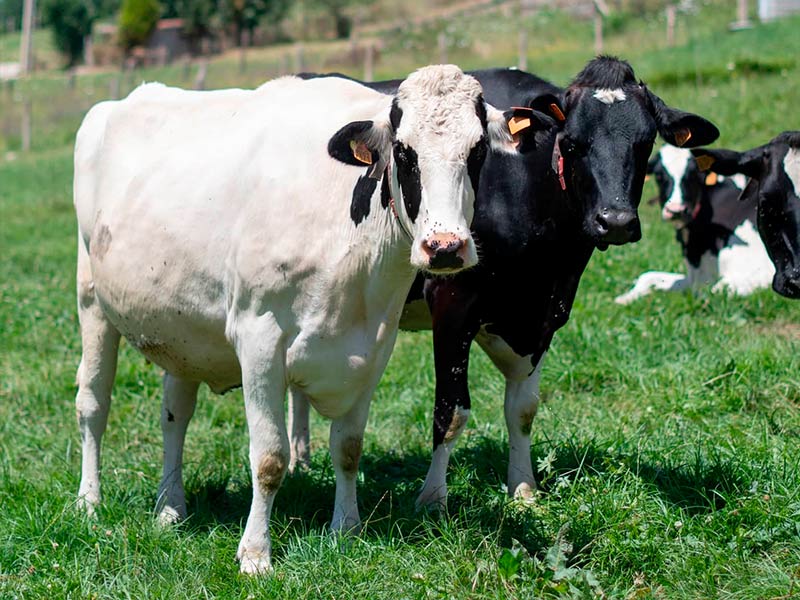 bienestar animal para nuestros animales