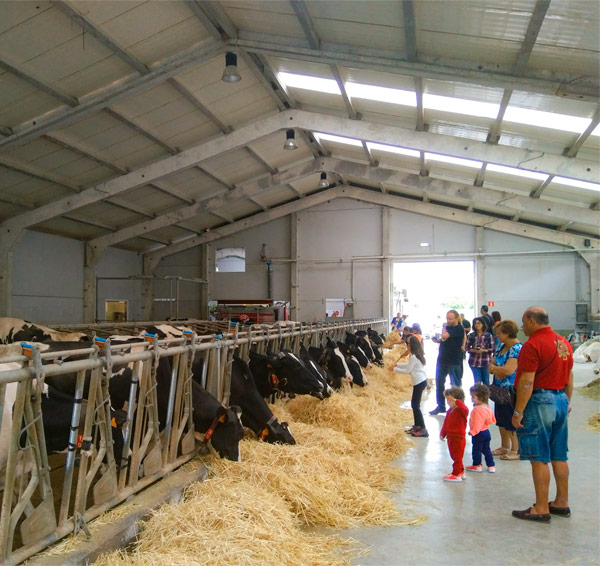 Visitas guiadas a una auténtica quesería asturiana en Arenas de Cabrales